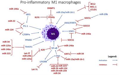 MicroRNAs Associated With a Good Prognosis of Acute Myeloid Leukemia and Their Effect on Macrophage Polarization